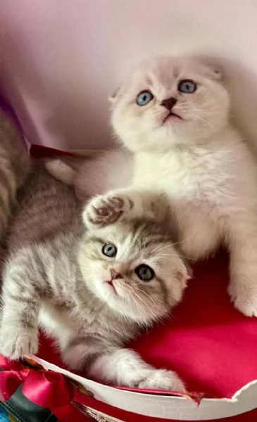 Vendita gattini di scottish fold/straight 3208275778