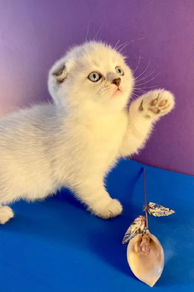 Vendita gattini di scottish fold/straight 3208275778 | Foto 6