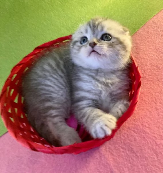 Vendita gattini di scottish fold/straight 3208275778 | Foto 5