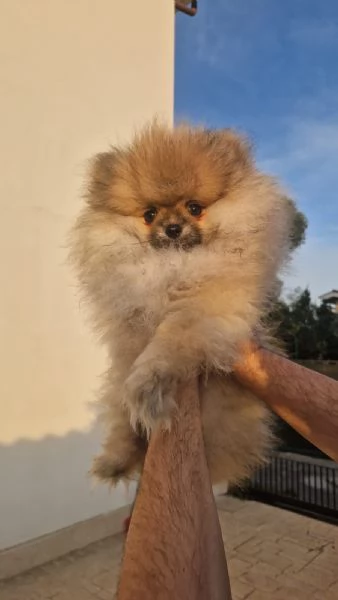 Cuccioli di spitz tedesco nano