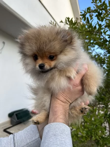 Cuccioli di spitz tedesco nano | Foto 1