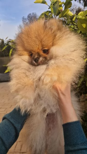 Cuccioli di spitz tedesco nano | Foto 0