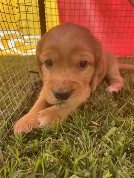 Cuccioli di Cocker Spaniel Inglese | Foto 4