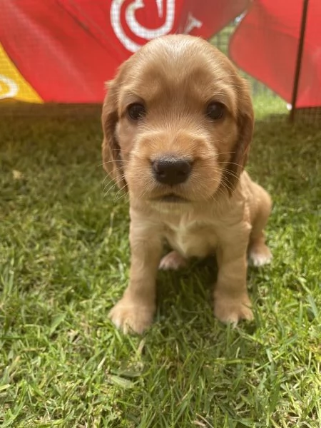 Cuccioli di Cocker Spaniel Inglese | Foto 3