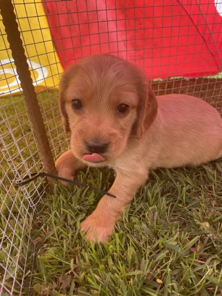 Cuccioli di Cocker Spaniel Inglese | Foto 0