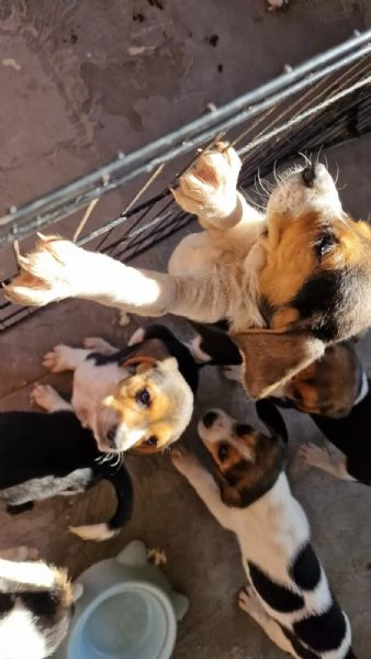 Cuccioli di Beagle  | Foto 9