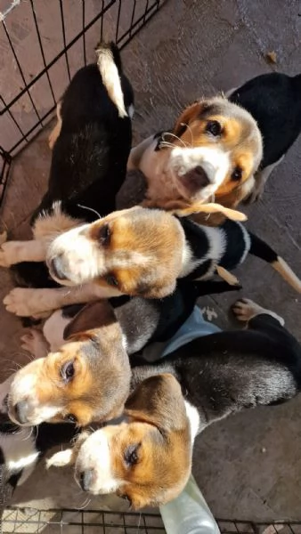 Cuccioli di Beagle  | Foto 4