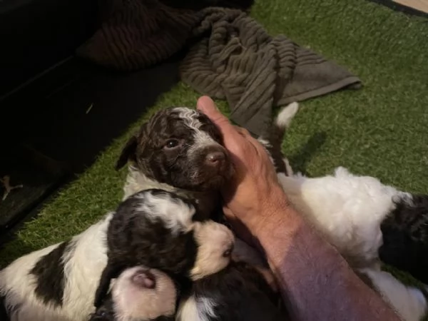 Cuccioli di Lagotto Romagnolo