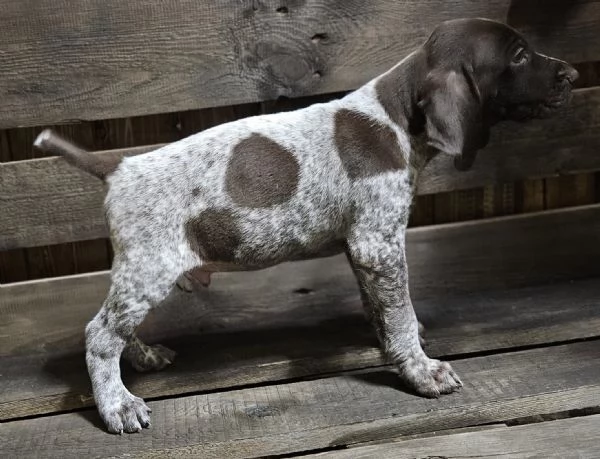 Cuccioli maschi Bracco Tedesco Kurzhaar 