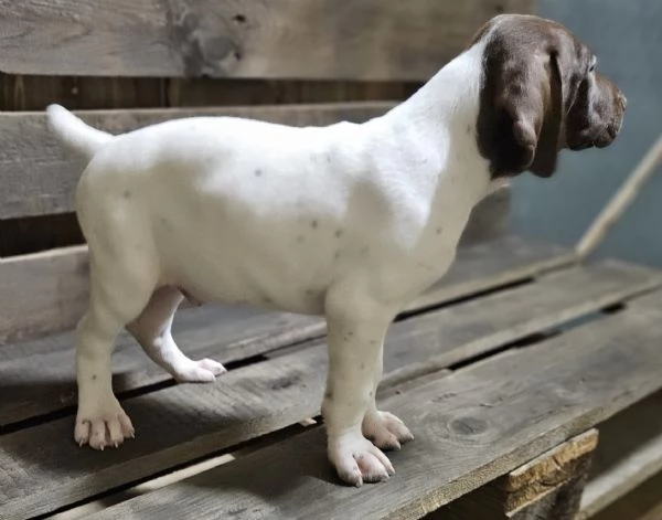 Cuccioli maschi Bracco Tedesco Kurzhaar  | Foto 1