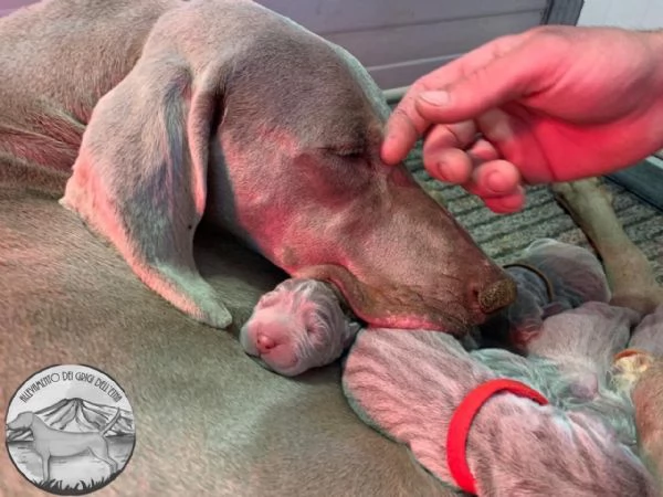 SPLENDIDI CUCCIOLI DI WEIMARANER | Foto 2