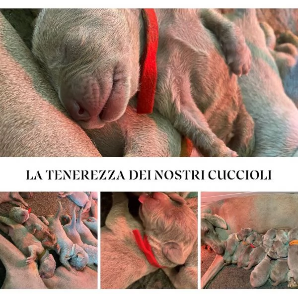 SPLENDIDI CUCCIOLI DI WEIMARANER | Foto 1