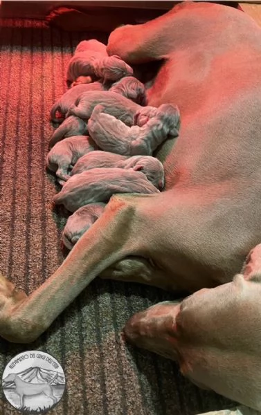 SPLENDIDI CUCCIOLI DI WEIMARANER