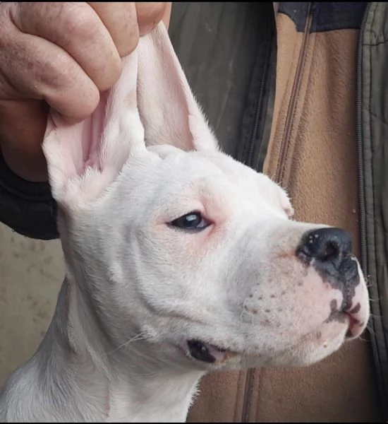 Cuccioli di Dogo Argentino