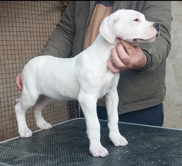 Cuccioli di Dogo Argentino | Foto 0