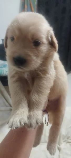 Regala cuccioli di Labrador | Foto 2