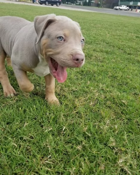Pitbull cuccioli di due mesi