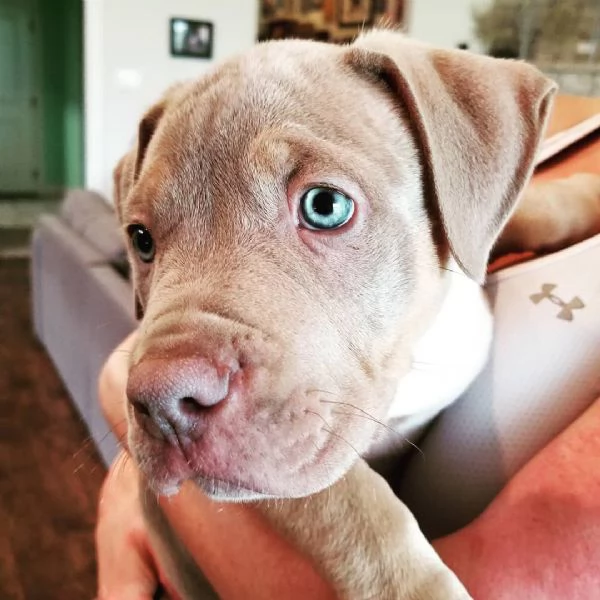 Pitbull cuccioli di due mesi