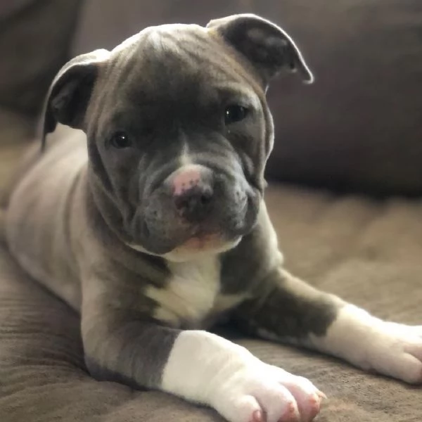 Cucciola di American Pitbull  | Foto 0