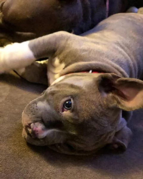 cuccioli di Pitbull Terrier  | Foto 0