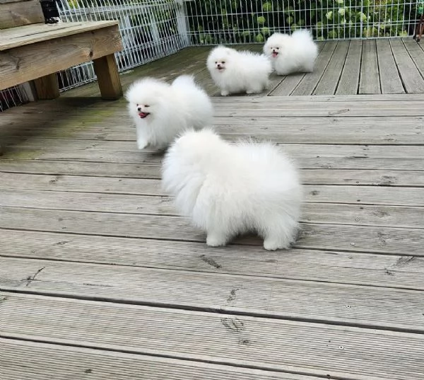 Cuccioli di Pomerania