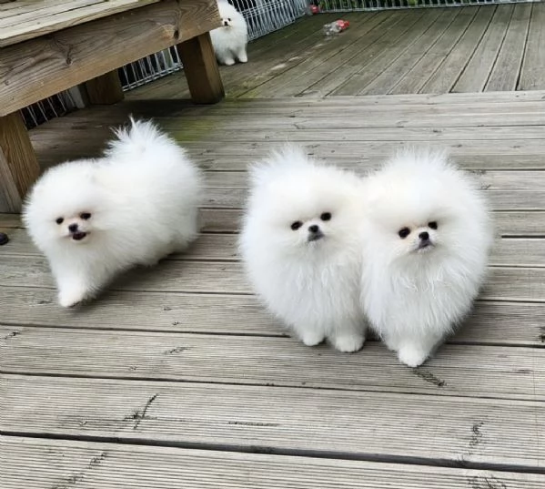 Cuccioli di Pomerania | Foto 1