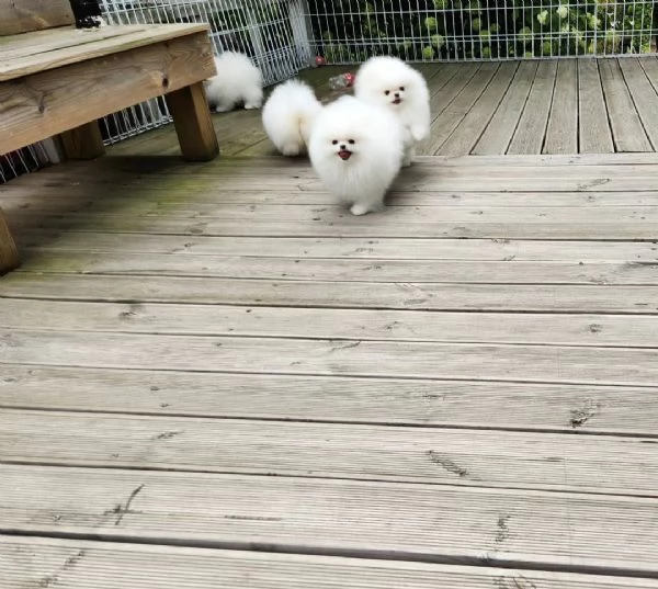 Cuccioli di Spitz di Pomerania | Foto 1