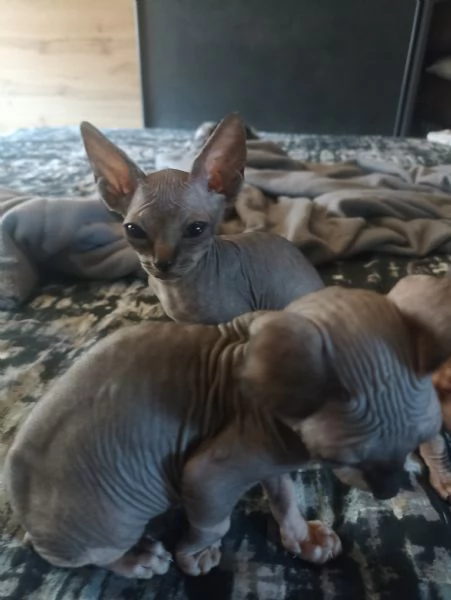 Sphynx  | Foto 2