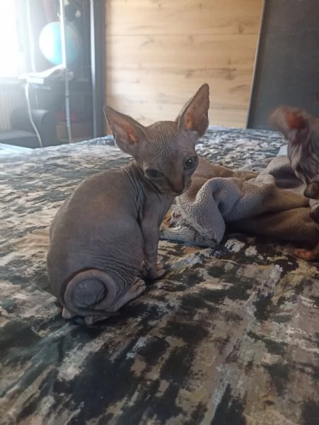 Sphynx  | Foto 1