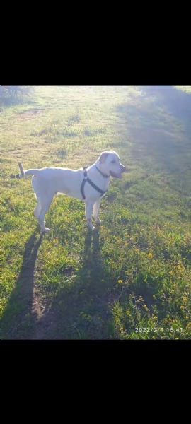 Regalo cane  labrador