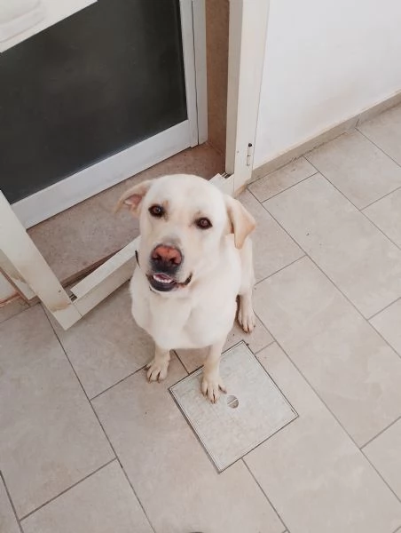 Regalo cane  labrador | Foto 5