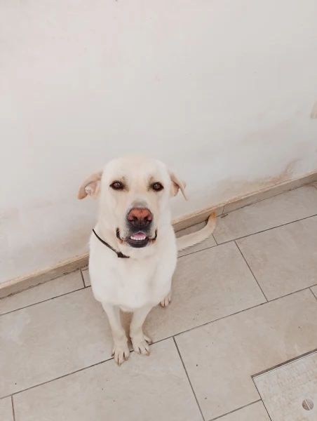 Regalo cane  labrador | Foto 4