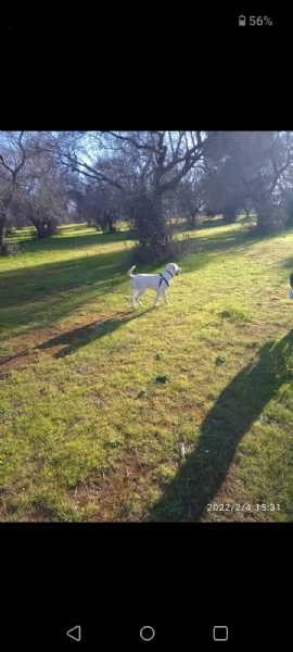 Regalo cane  labrador | Foto 1