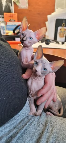 Gattini Canadian Sphynx | Foto 0