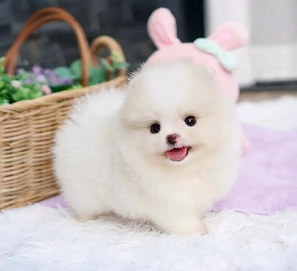 Cucciolo di Pomerania adesso 