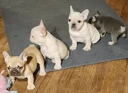 cuccioli di bouledogue francese