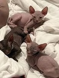 Gattini sphynx di alta genealogia