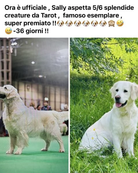 cucciolata di golden retriever in arrivo 