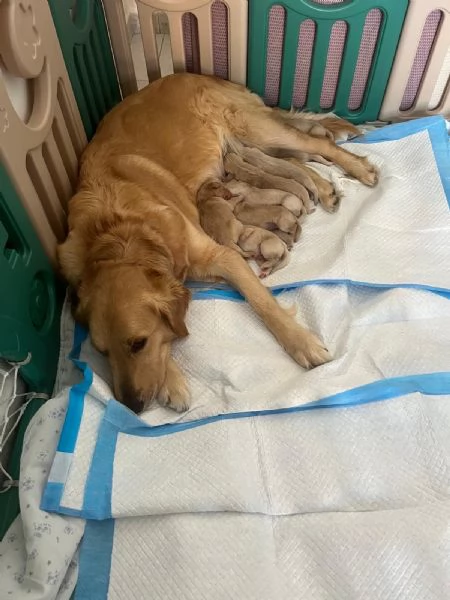 Cucciolata di Golden Retriever | Foto 6