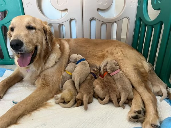 Cucciolata di Golden Retriever | Foto 3