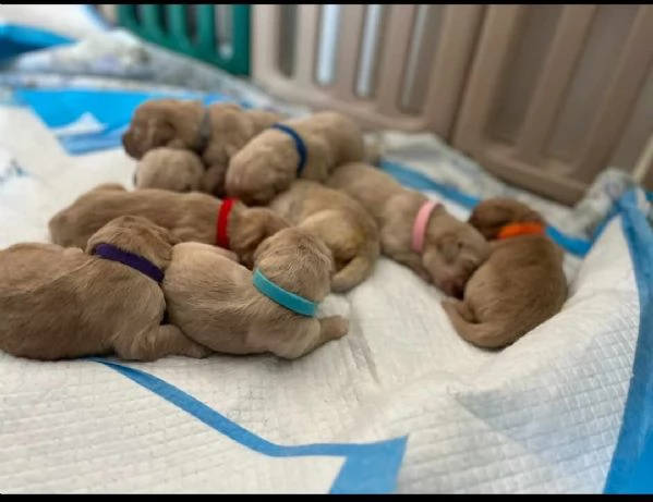 Cucciolata di Golden Retriever