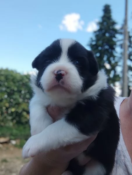 Border collie cuccioli 