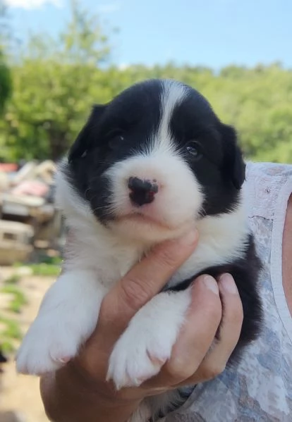 Border collie cuccioli  | Foto 3