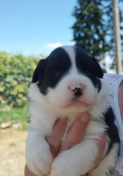 Border collie cuccioli  | Foto 1