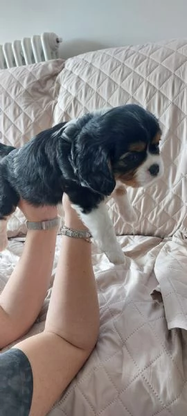 Cucciola di Cavalier King tricolor con pedigree | Foto 3