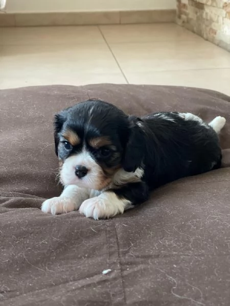 Cucciola di Cavalier King tricolor con pedigree