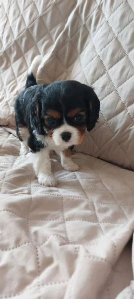 Cucciola di Cavalier King tricolor con pedigree | Foto 2