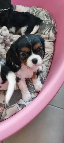 Cucciola di Cavalier King tricolor con pedigree | Foto 0