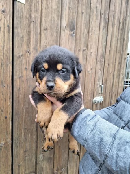 Regala cuccioli di Rottweiler