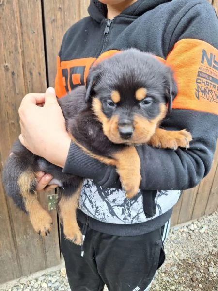 Regala cuccioli di Rottweiler | Foto 0